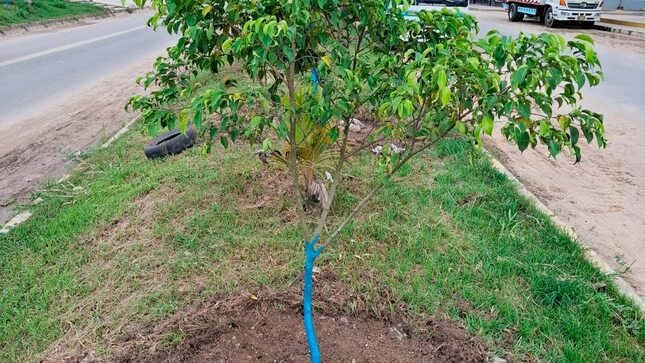 Sangani Más Verde Y Ordenado