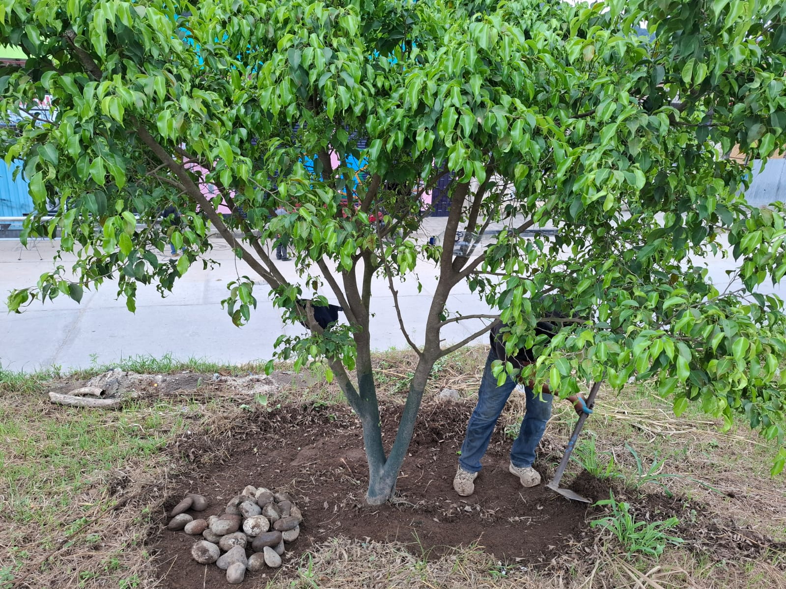 Sangani Más Verde Y Ordenado