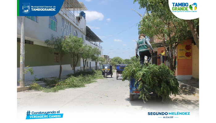 Comuna realiza poda de árboles en la calle Prolongación Morropón