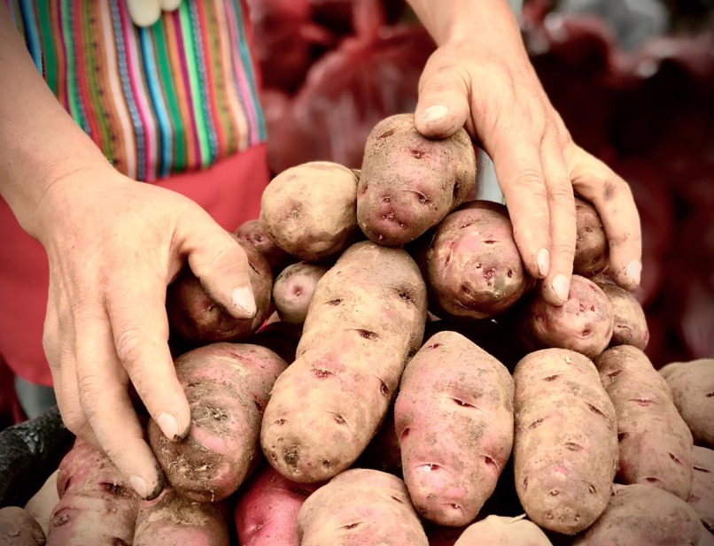  MIDAGRI: papa blanca se oferta el kilogramo a S/ 1.48 en mercados mayoristas 