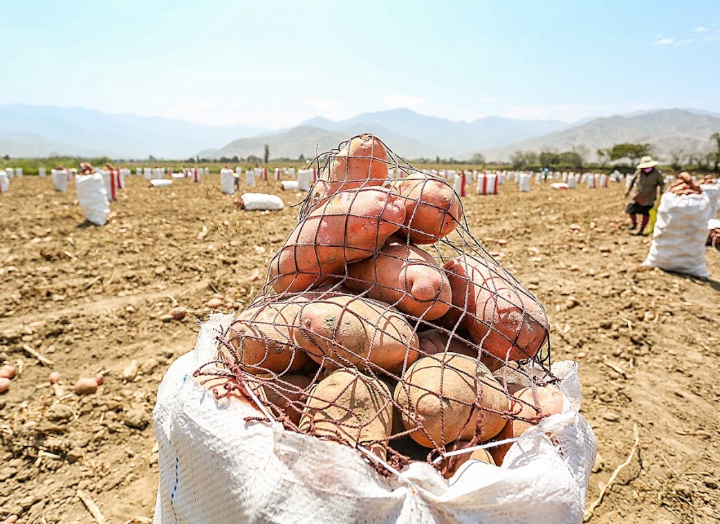 MIDAGRI: papa blanca se oferta el kilogramo a S/ 1.48 en mercados mayoristas 
