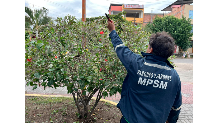 Trabajos rutinarios de poda y mantenimiento y sembrΓo de Γ‘rboles en la plazuela "La Paz" - Urb. 09 de Abril.