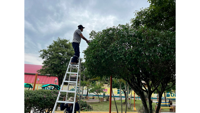 Trabajos rutinarios de poda y mantenimiento y sembrΓo de Γ‘rboles en la plazuela "La Paz" - Urb. 09 de Abril.