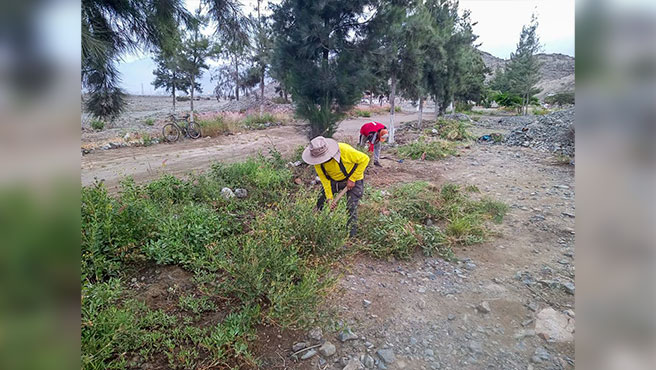Personal edil realiza limpieza y poda de camino al cementerio Los Ángeles del C.P. San José