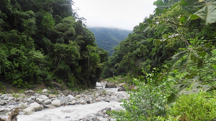 acr bosques nublados