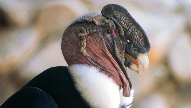 Cóndor