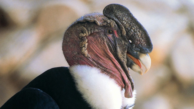Cóndor