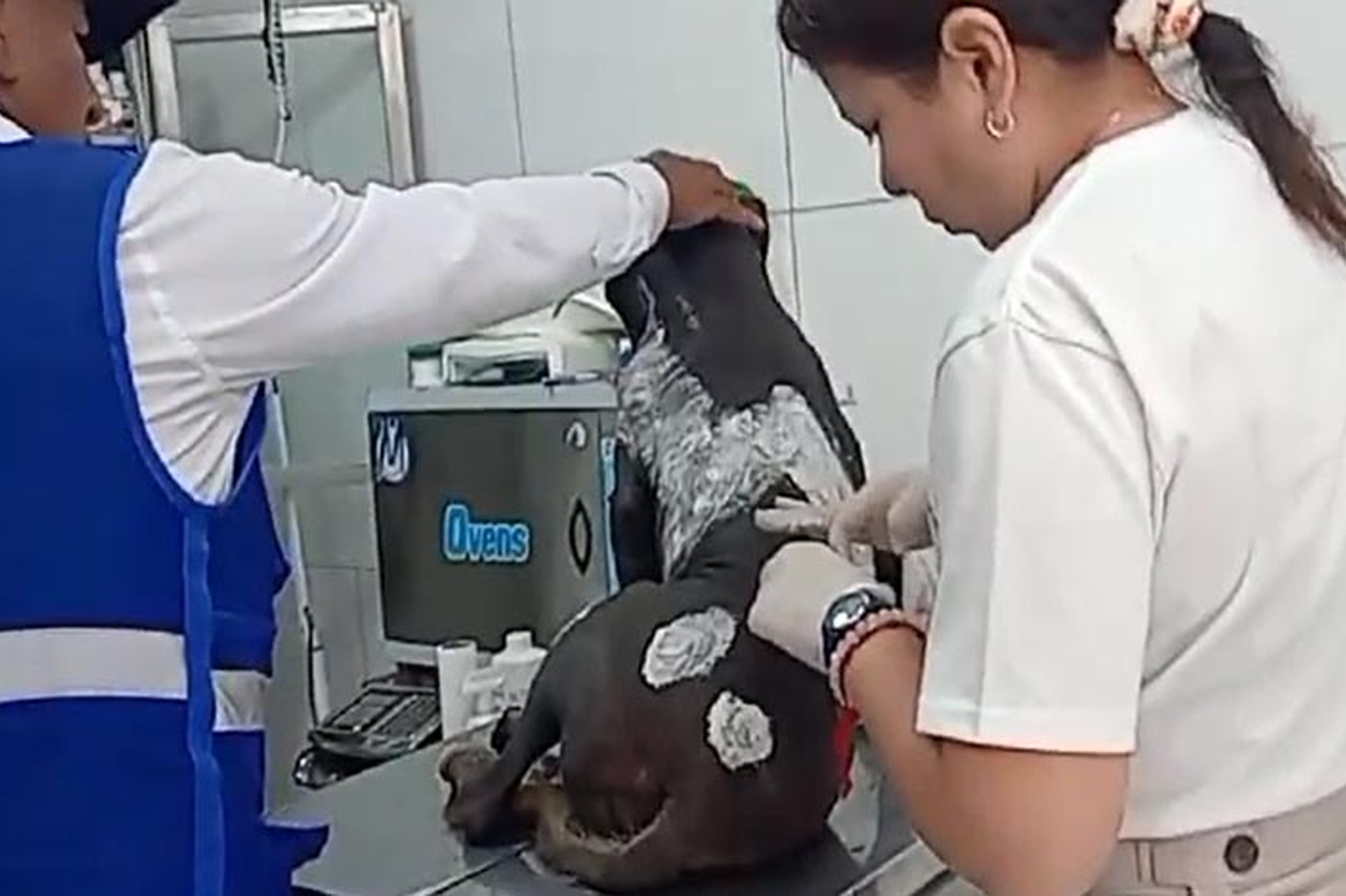 Los vecinos y serenos al ver el sufrimiento del can que se encontraba tendido en la calle Catalán retorciéndose de dolor se conmovieron y ayudaron al indefenso animal que fue trasladado de inmediato por el personal de serenazgo a la veterinaria municipal. Allí la veterinaria diagnosticó quemadura en segundo grado, aplicando cremas y curando la zona afectada.
Desde la actual gestión municipal hacemos un llamado a nuestros vecinos a ser respetuosos y solidarios con otros seres vivos como los animales, que producto de la irresponsabilidad de algunas personas son arrojados a las calles siendo obligados a deambular en busca de alimento.