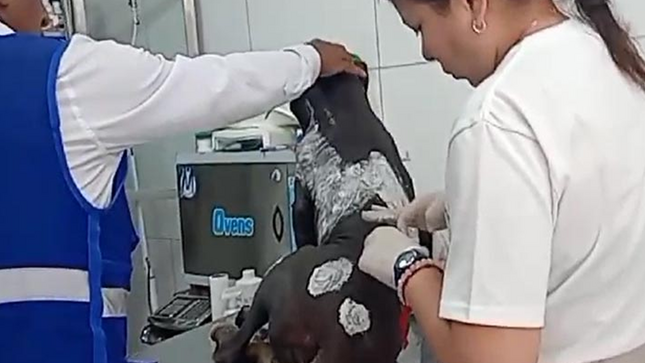 Los vecinos y serenos al ver el sufrimiento del can que se encontraba tendido en la calle Catalán retorciéndose de dolor se conmovieron y ayudaron al indefenso animal que fue trasladado de inmediato por el personal de serenazgo a la veterinaria municipal. Allí la veterinaria diagnosticó quemadura en segundo grado, aplicando cremas y curando la zona afectada.
Desde la actual gestión municipal hacemos un llamado a nuestros vecinos a ser respetuosos y solidarios con otros seres vivos como los animales, que producto de la irresponsabilidad de algunas personas son arrojados a las calles siendo obligados a deambular en busca de alimento.
