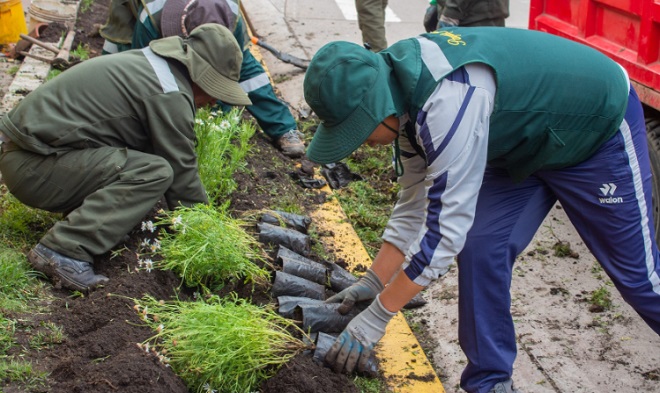 Un paso hacia un puno más verde con exitosa jornada de plantación en el acceso norte