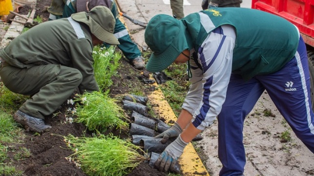 Un paso hacia un puno más verde con exitosa jornada de plantación en el acceso norte