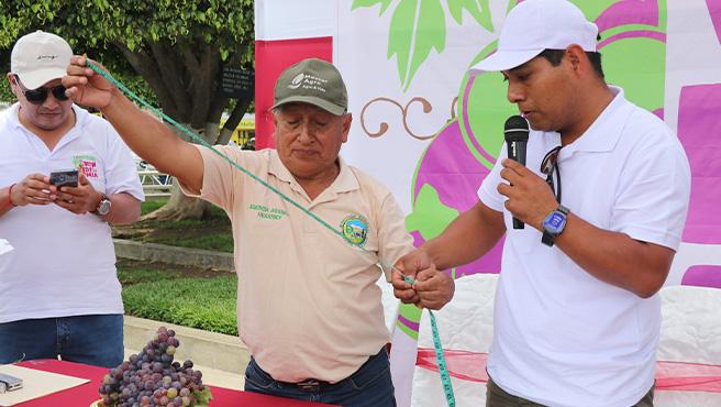 Concurso "Mejor racimo de Uva" "I festival de la vendimia huarmeyana 2025"