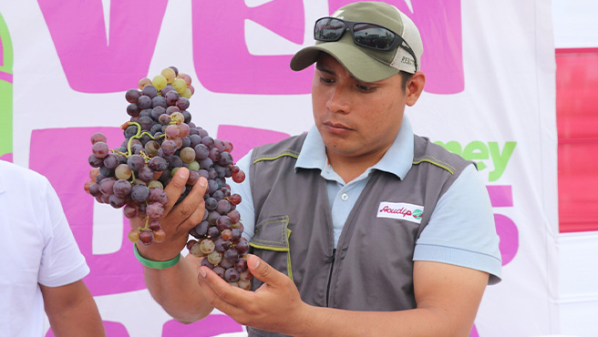 Concurso "Mejor racimo de Uva" "I festival de la vendimia huarmeyana 2025"