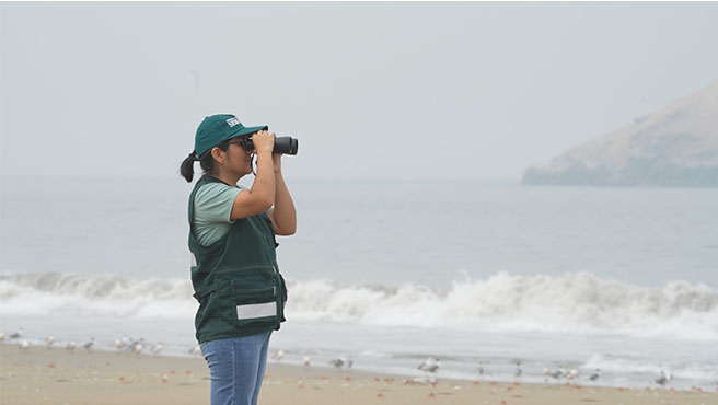 fauna marina costera