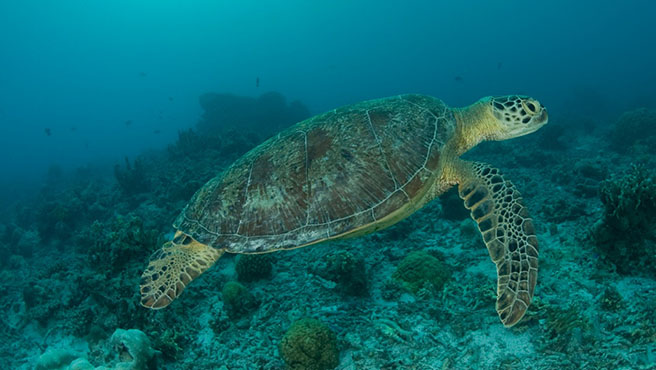 fauna marina costera