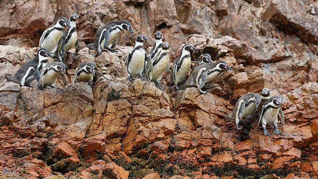 fauna marina costera