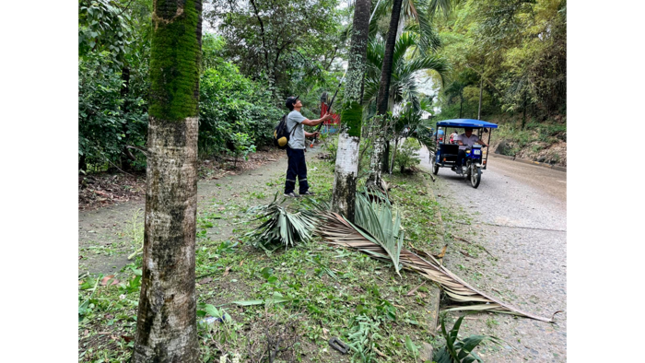 Mantenimiento de áreas verdes en diferentes puntos de la ciudad de Tarapoto. 