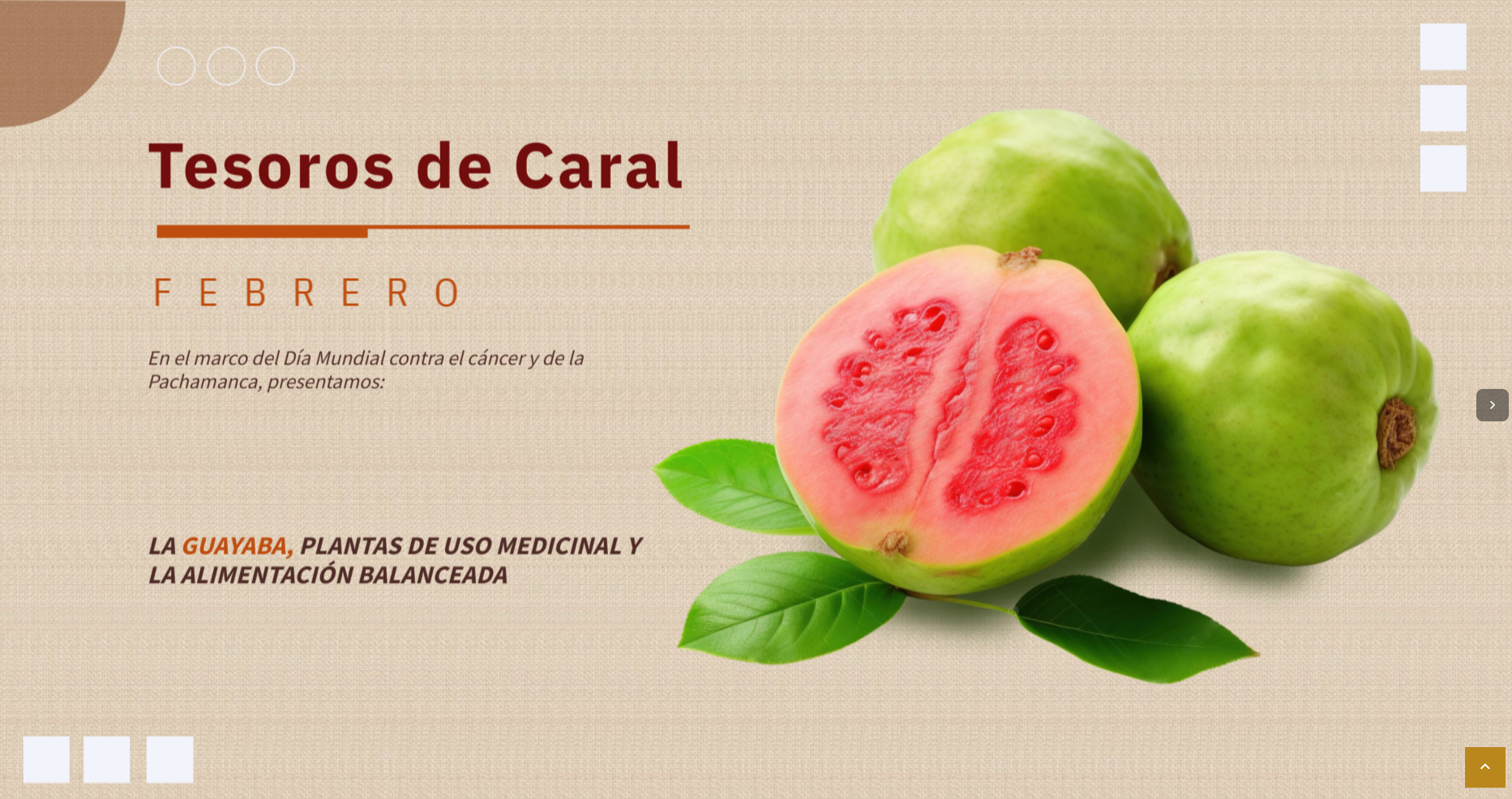 Tesoros de Caral: la guayaba, alimento esencial en la dieta de los caralinos