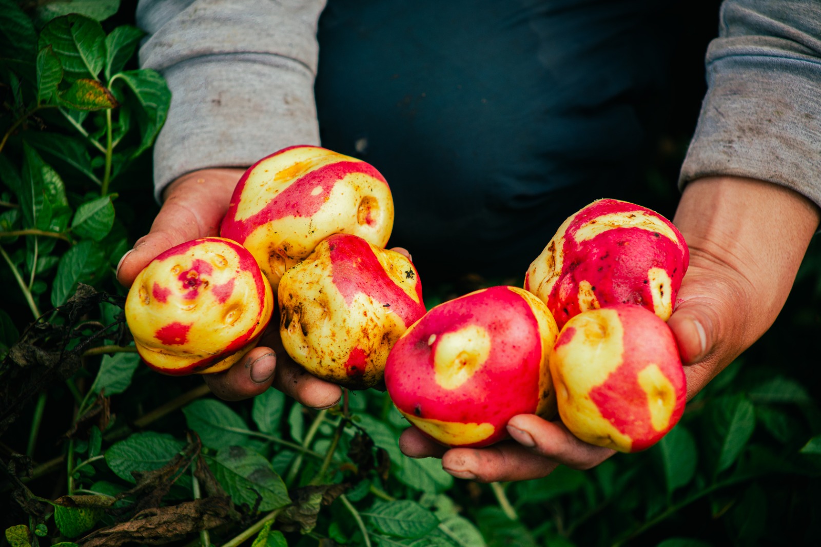 Gobierno busca promover el consumo de la papa peruana y brindar apoyo a los productores agrarios durante la "Semana Nacional de la Causa Peruana"