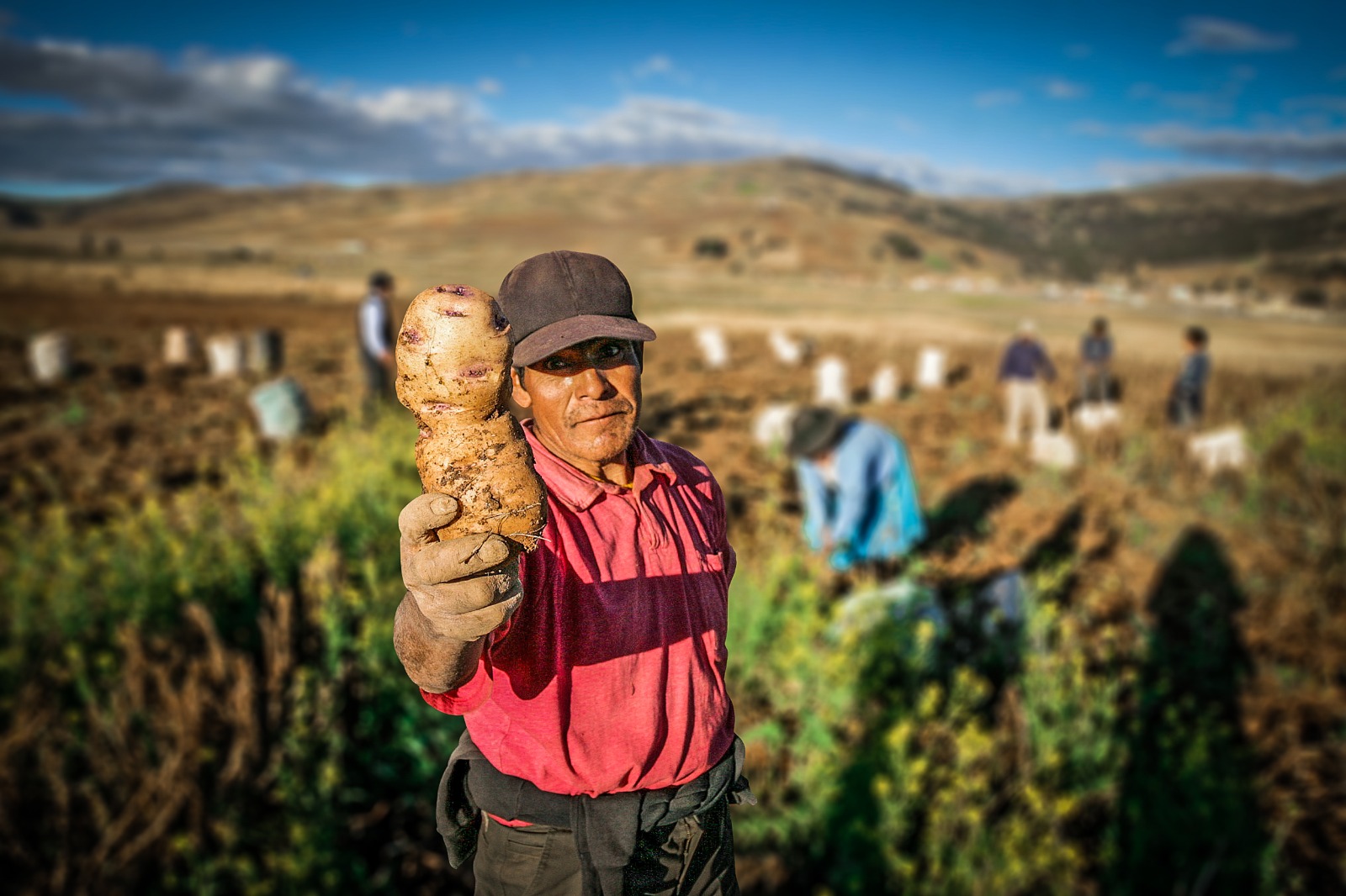 Gobierno busca promover el consumo de la papa peruana y brindar apoyo a los productores agrarios durante la "Semana Nacional de la Causa Peruana"