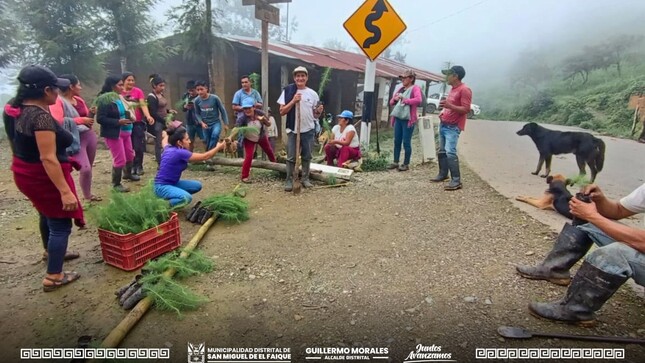 Reforestación