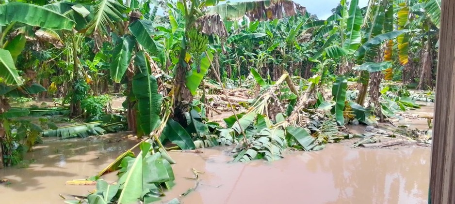Cultivo de plátano afectado por las intensas lluvias.