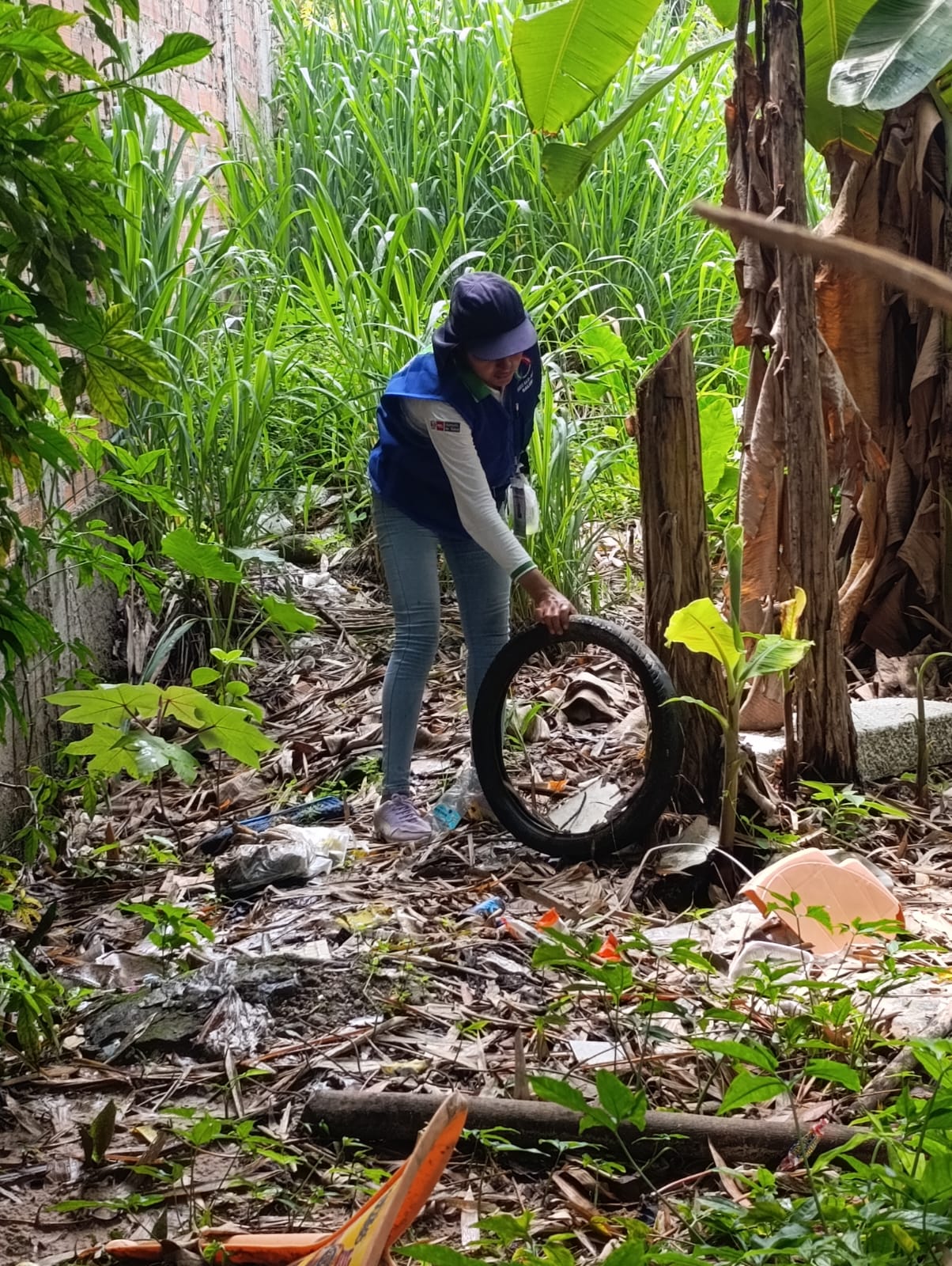 El control vectorial es clave en la lucha contra el dengue