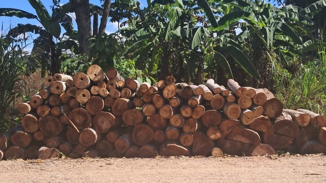 FEMA Huánuco decomisa más de 10 metros cúbicos de madera de presunto origen ilegal en Leoncio Prado.