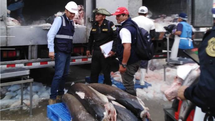 FEMA Lambayeque decomisa más de 600 kilos de tiburón martillo que se encuentra en veda
