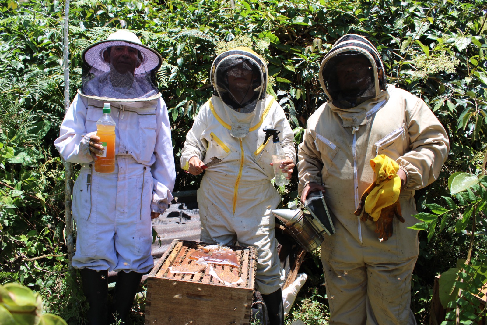 Buscan proteger a las abejas.