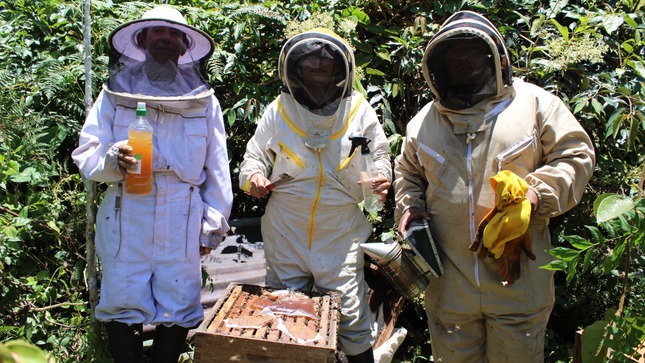 Buscan proteger a las abejas.