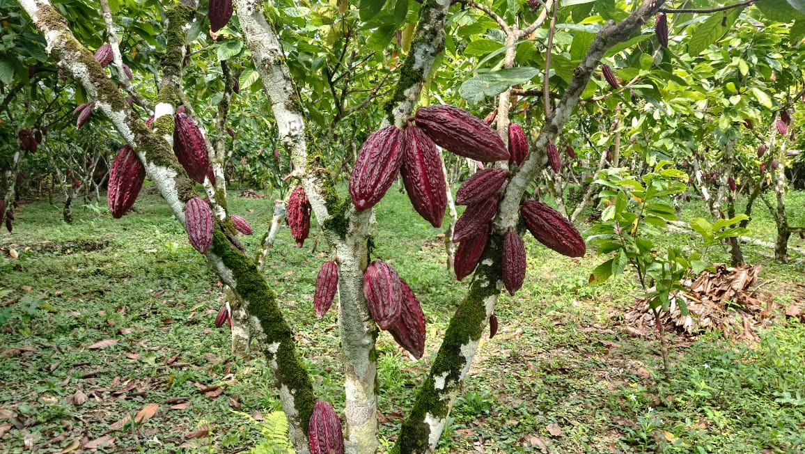 cacao
