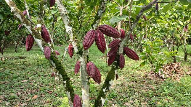 cacao