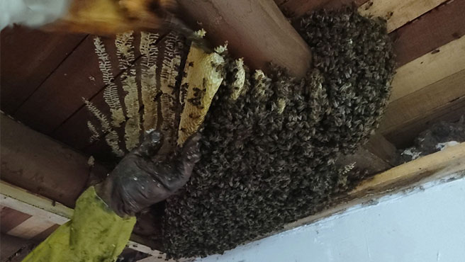 notas abejas