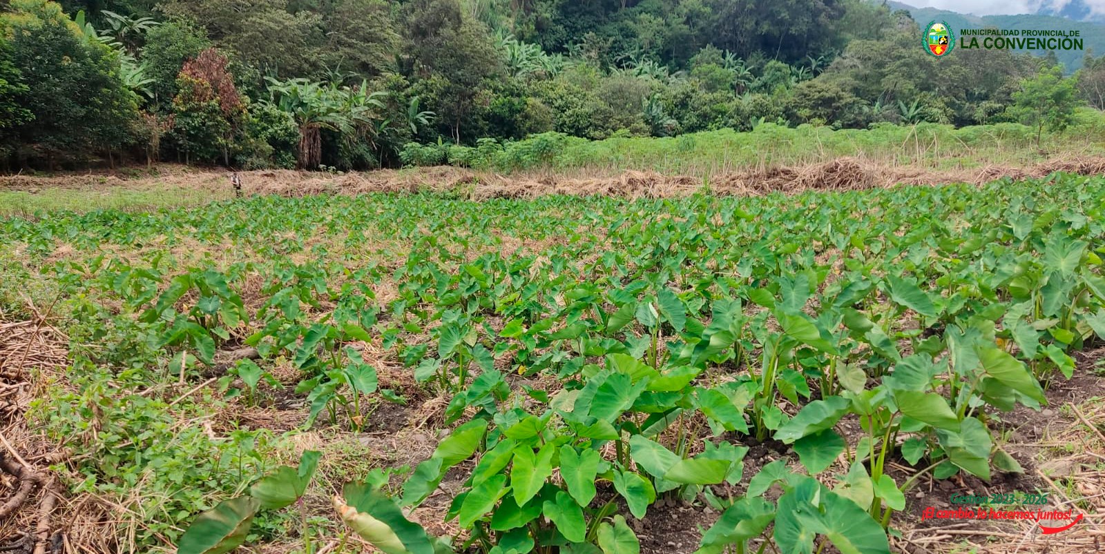 Capacitación al equipo técnico del proyecto raíces y tuberosas, impulsando la producción de abonos orgánicos