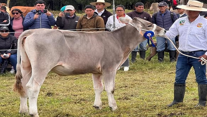 GANADO CÁSHAC 4