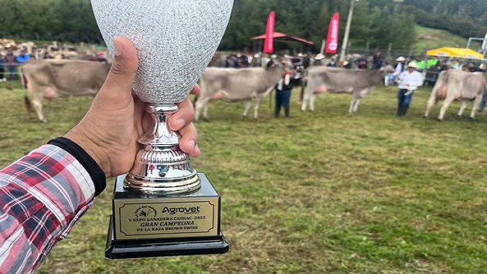 GANADO CÁSHAC 5