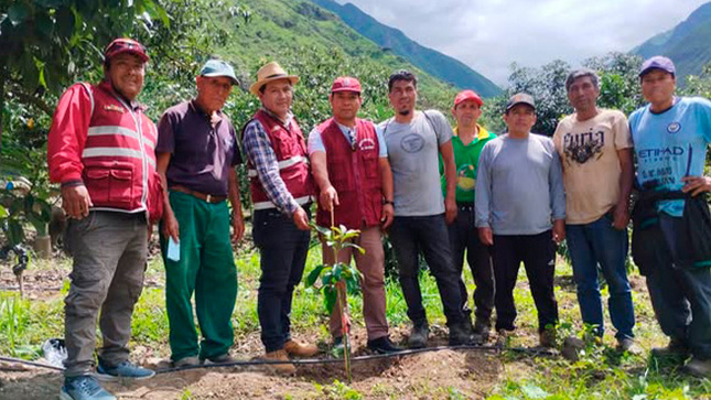 Plan de negocios: mejoramiento de la producción de palta VAR. fuerte para el fortalecimiento de la competitividad comercial