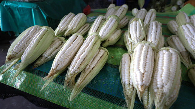 Hoy en los mercados mayoristas hay ofertas en camote, cebolla, choclo, naranja, mango, papaya y otros
