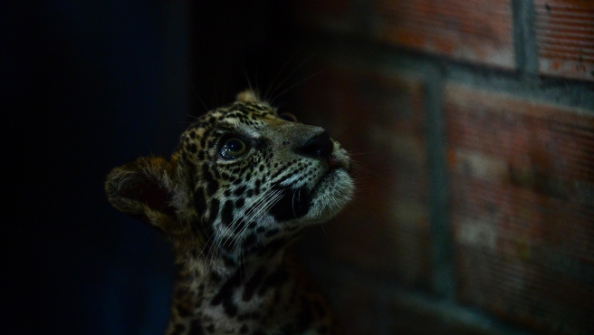 TIGRE