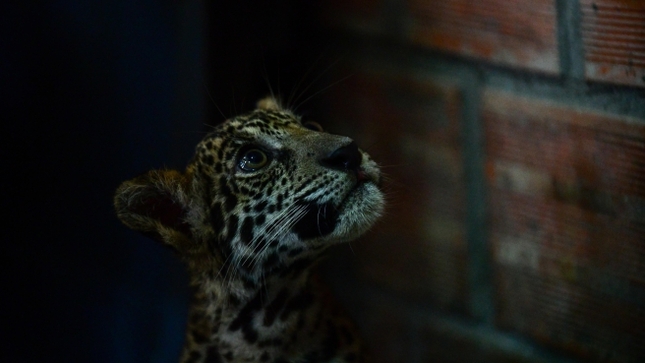 TIGRE