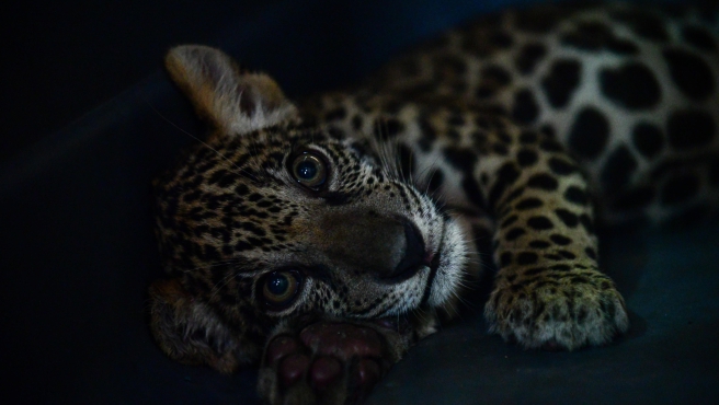 TIGRE