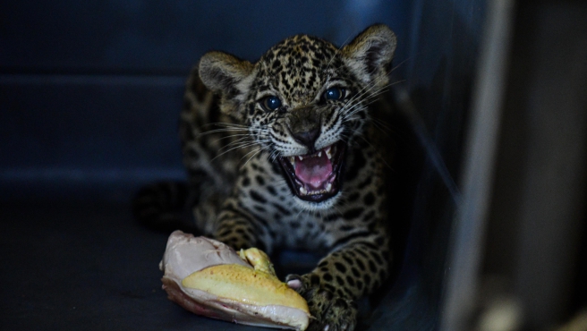 TIGRE