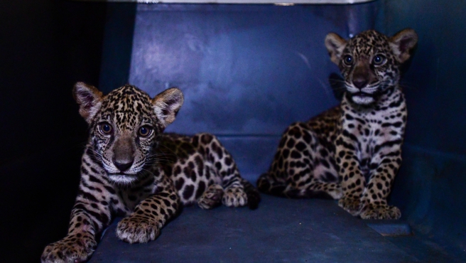TIGRE