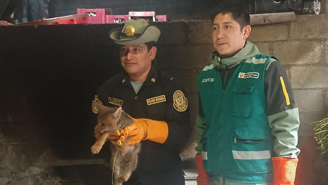 apurimac animales