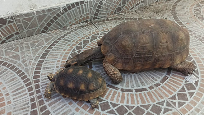 apurimac animales
