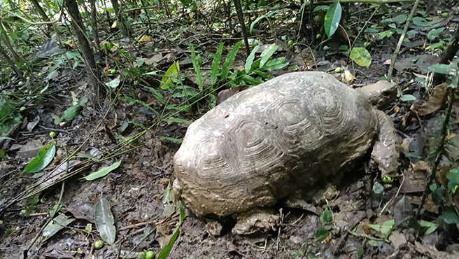 apurimac animales