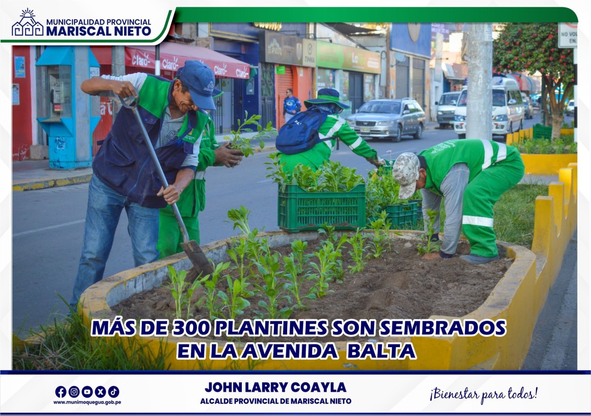 Con el objetivo de embellecer y mantener ordenada la ciudad, la Municipalidad Provincial Mariscal Nieto a través de la Gerencia de Servicios a la Ciudad, llevó a cabo la siembra de más de 300 plantines y flores ornamentales a lo largo de la avenida Balta.