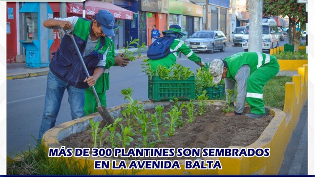 Con el objetivo de embellecer y mantener ordenada la ciudad, la Municipalidad Provincial Mariscal Nieto a través de la Gerencia de Servicios a la Ciudad, llevó a cabo la siembra de más de 300 plantines y flores ornamentales a lo largo de la avenida Balta.