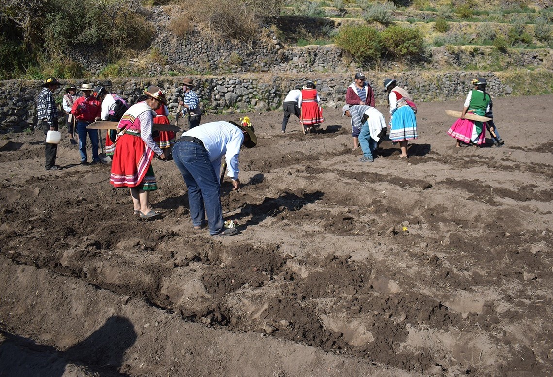 Sirwiy en Chachas en Arequipa